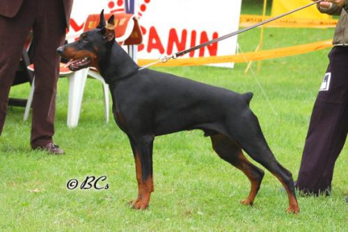 Quebec v. Karpatia | Black Doberman Pinscher