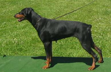Bea v. Hause Vetter | Black Doberman Pinscher