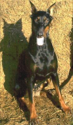 Wesley v.d. Mooreiche | Black Doberman Pinscher