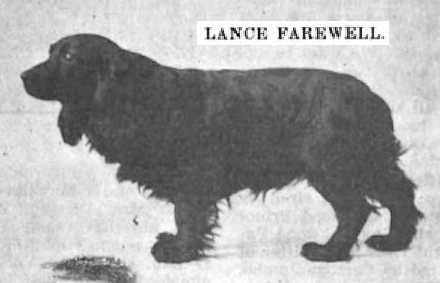 Lance Farewell (079965) | American Cocker Spaniel 