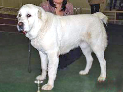 Dom Semargla V Ataku | Central Asian Shepherd Dog 