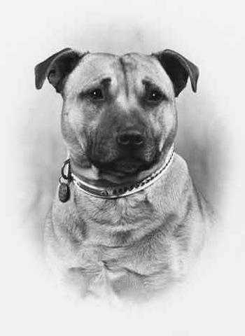 Golden Boy of Essira | Staffordshire Bull Terrier 