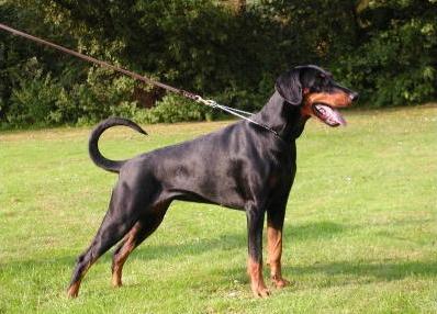 Lukretia v. Hetzenberg | Black Doberman Pinscher