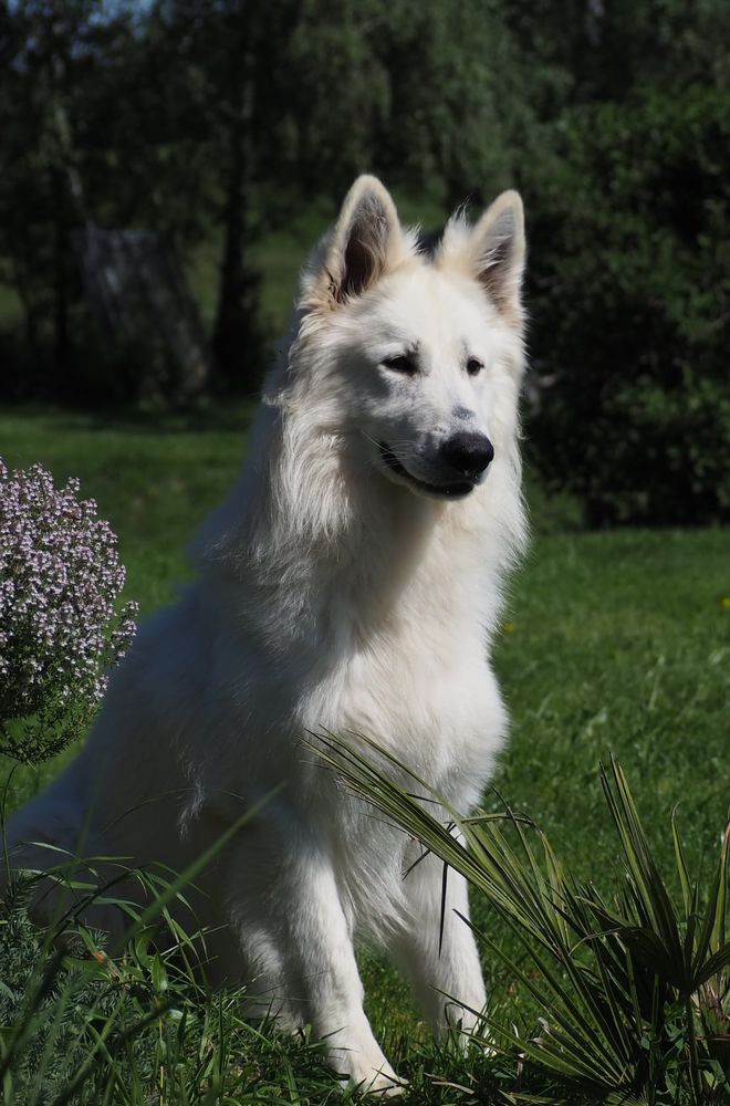 Fast Furious vom Weissen Unterberg | White Swiss Shepherd Dog 