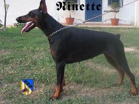 Ninette della Sinvessa | Black Doberman Pinscher