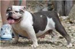 What A Mug My Blue Groove | Olde English Bulldogge 