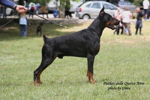 Pathos delle Querce Nere | Black Doberman Pinscher