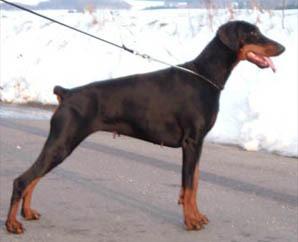 Ghanna Asdemi di Matario | Black Doberman Pinscher