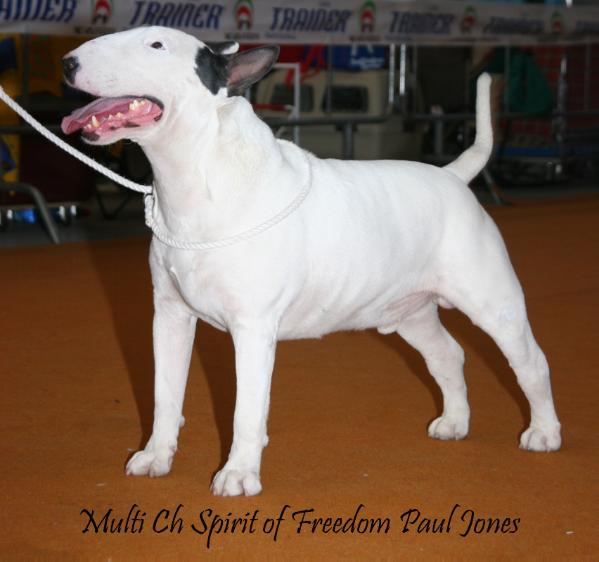 paul jones | Bull Terrier 