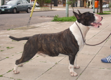 Firulete de Peracho | Bull Terrier 