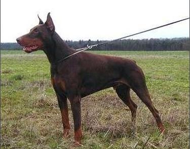 Hiros v. Seckachtal | Brown Doberman Pinscher