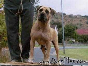 Dopper's Nina | African Boerboel 