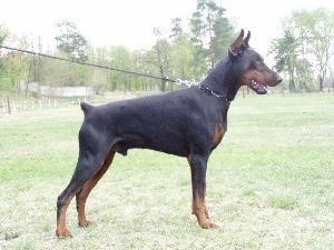 Iron v. Märkischen Land | Black Doberman Pinscher