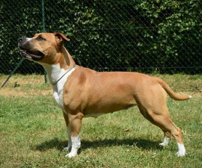 Maison Vannbert Nestea | American Staffordshire Terrier 