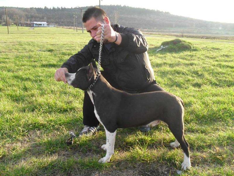 Heart Breaker Top Power | American Staffordshire Terrier 