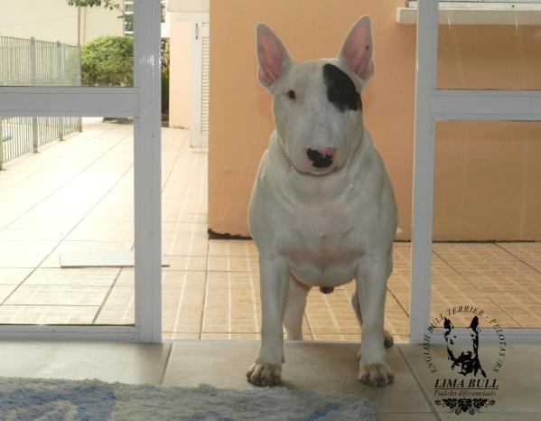 Hernan barcos of bt warriors bulls | Bull Terrier 