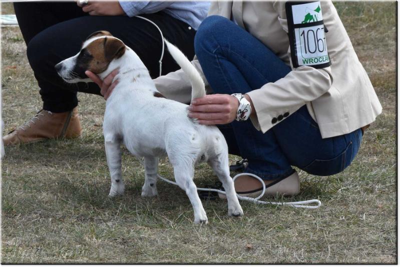 GUAPA GAGAT Biala Sfora | Jack Russell Terrier 