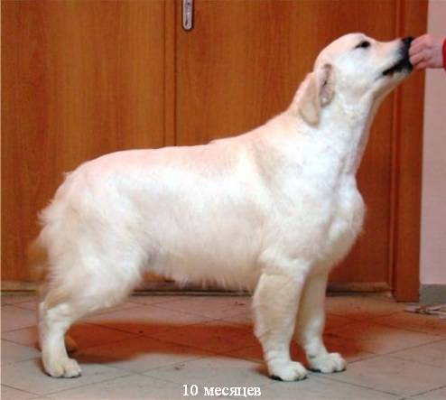 Showboat Satin Sea Mist iz Stolitsy Urala | Golden Retriever 