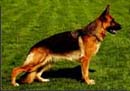 Grit vom Haus Zieglmayer | German Shepherd Dog 