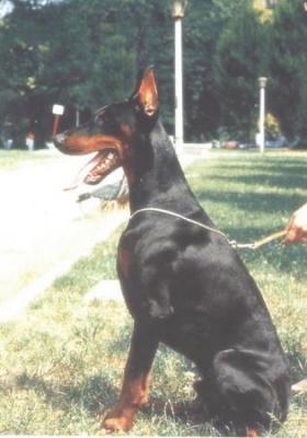 Mardok di Campovalano | Black Doberman Pinscher