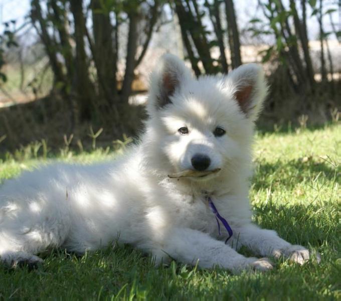 Swiss Edition Elite | White Swiss Shepherd Dog 