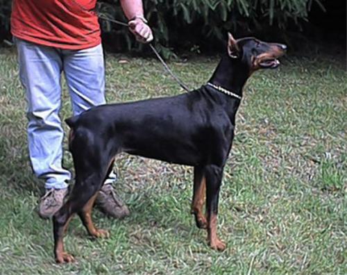 Katharina v.d. Krillenburg | Black Doberman Pinscher