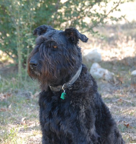 Iron Bella de Tremaudan | Bouvier des Flandres 