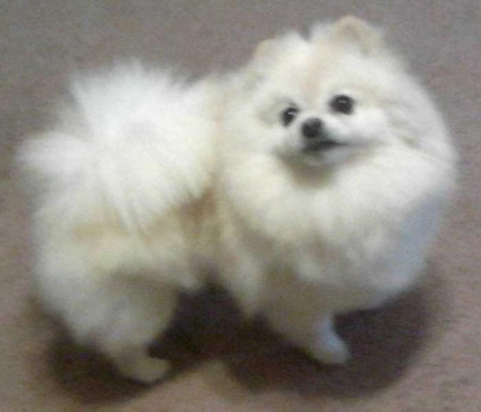 M-J's Secret Intent | Pomeranian 