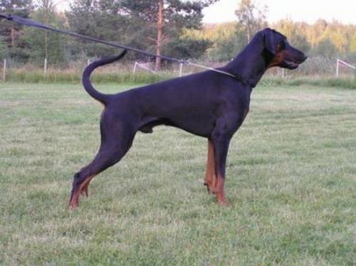 Nightwish Mystic Anubis | Black Doberman Pinscher