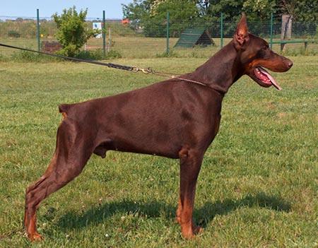 Gem'Givveeon Hugo Boss | Brown Doberman Pinscher