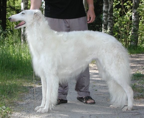 Darbaschan'S Gentl' Star Of Borscana | Borzoi 