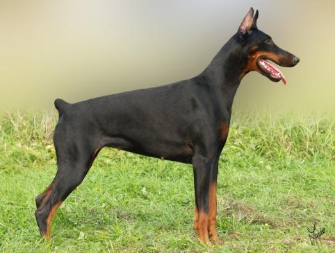 Arizona Elite House | Black Doberman Pinscher