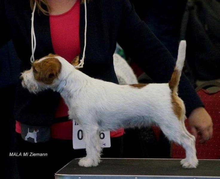 MALA MI Ziemann | Jack Russell Terrier 