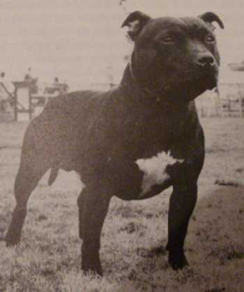 Karjobri Black Pepper | Staffordshire Bull Terrier 