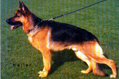 Zanto vom Fichtenschlag | German Shepherd Dog 