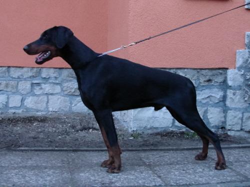 Bellamy Elite House | Black Doberman Pinscher