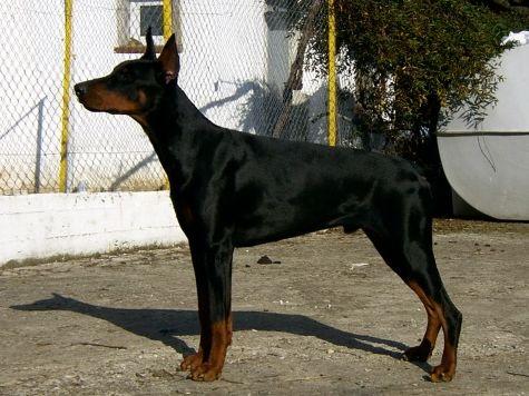 Bentley Elite House | Black Doberman Pinscher