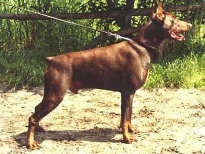 Alf El-Sa-Bo | Brown Doberman Pinscher