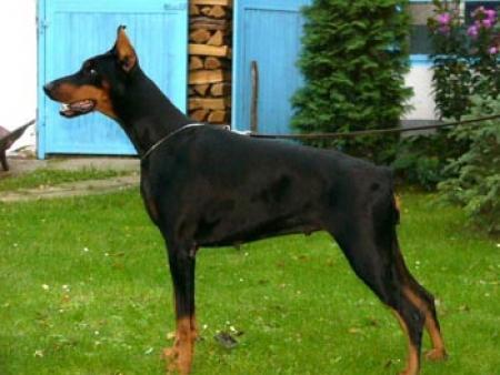 Vita di Perlanera | Black Doberman Pinscher