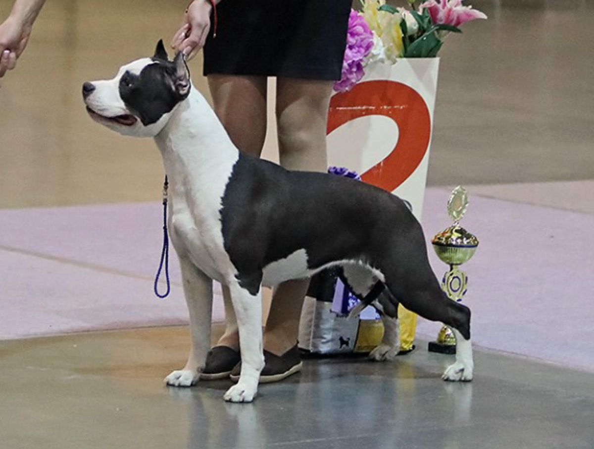 FAITER SHOCKING BEAUTY | American Staffordshire Terrier 