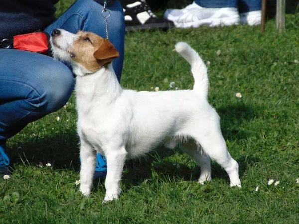 PEPPA   Magor | Jack Russell Terrier 