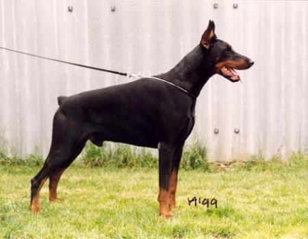 Bagio Bobi Renewal | Black Doberman Pinscher