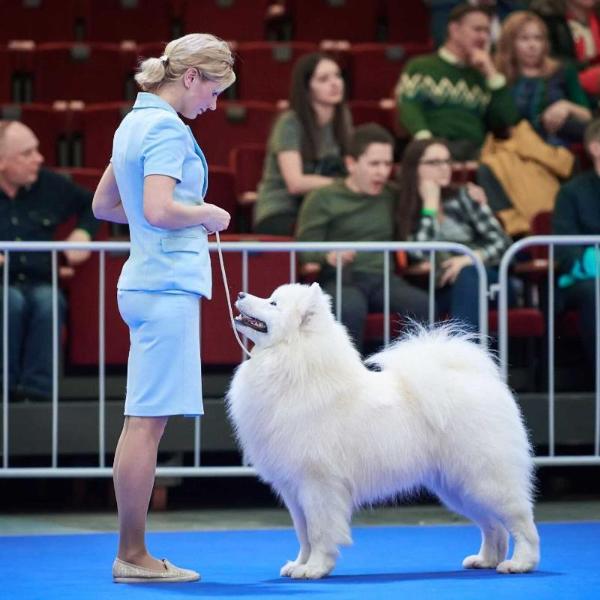 Serenada Severnoy Doliny Alexandrit | Samoyed 