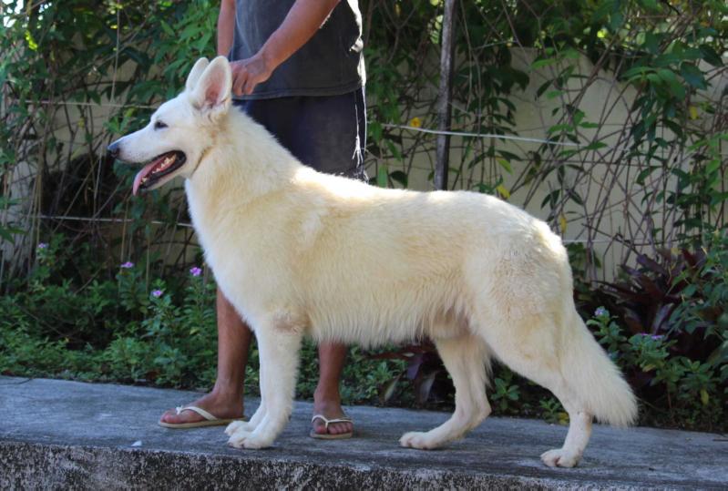 TIGER VON TAGLISCHINDORF | White Swiss Shepherd Dog 