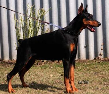 Zorca di Perlanera | Black Doberman Pinscher