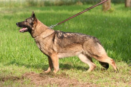Minka vom Holzwinkel | German Shepherd Dog 