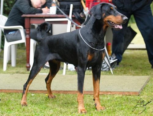 Casa di Oro Ginger Escada | Black Doberman Pinscher