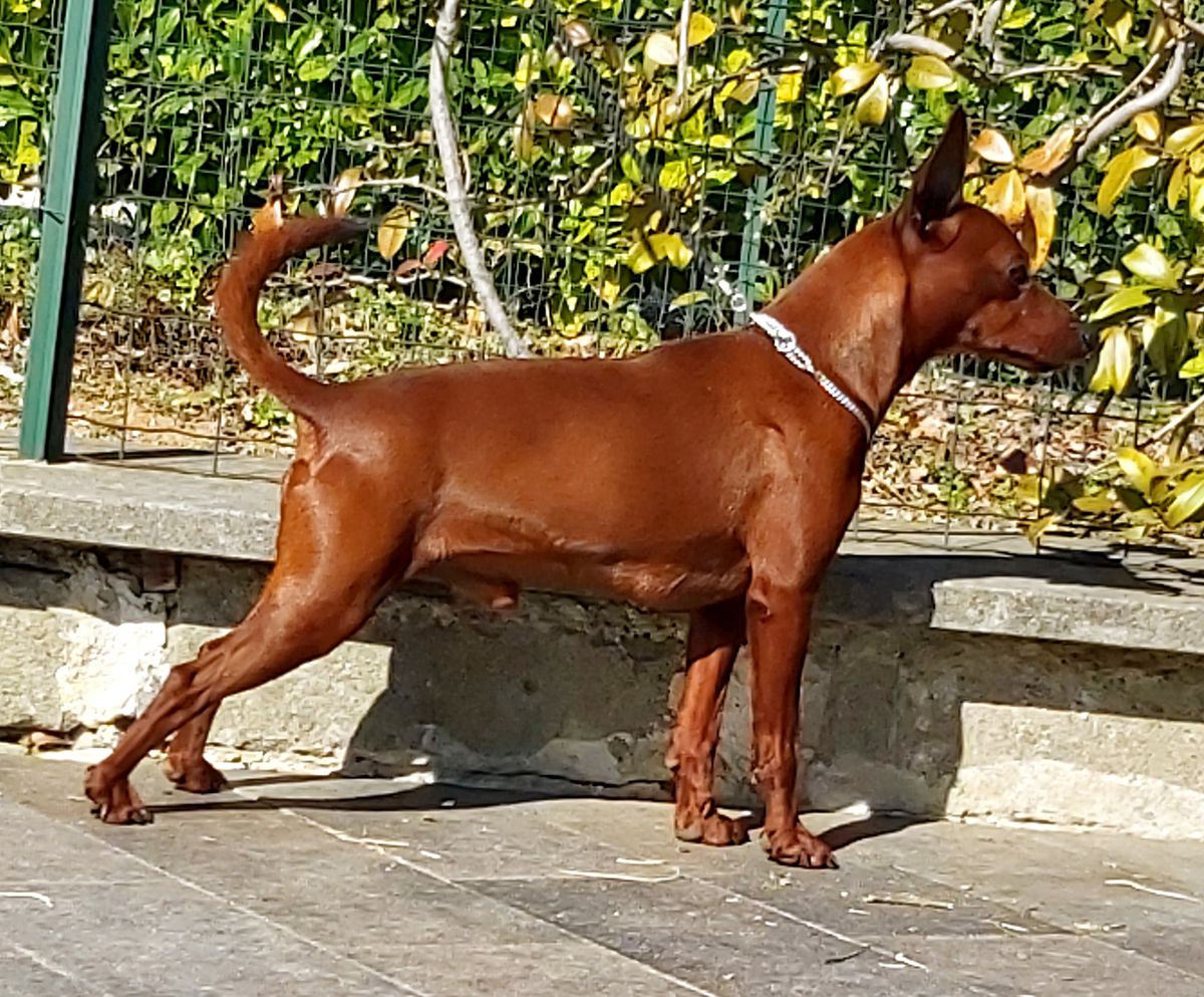 Oh Veivo Claudia Gaudini Greenvalley | Miniature Pinscher 