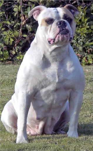 BuffaloCreek's Terra of Leist's(AmericanBulldog) | Olde English Bulldogge 