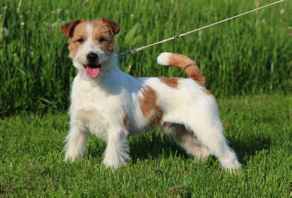 Mapes Bohemia Platina | Jack Russell Terrier 